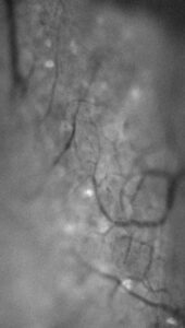 GCaMP6f fluorescence in the trigeminal ganglion with OP800